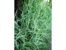 ����������� ����