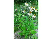 ����� ������.JPG