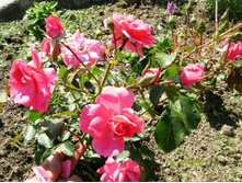 ������ ���������.JPG