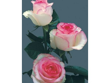 ������ ����.jpg