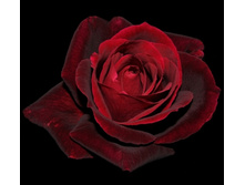 ���� ����� - ����� ������.jpg