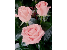 ���� �������.jpg