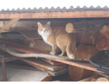 ��������� �����