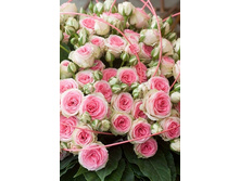 ���� ���� (�����).jpg