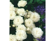 ������� �������.jpg