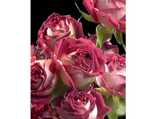 �������� (�����).jpg