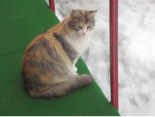 �����! ��� �� ��������?