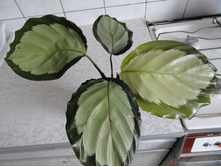 ������� ��������  Calathea roseopicta 'Rosastar'-250- 350   ���.-