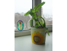 ������ ��� ������ �� ���������� ��������� ( ����� ��-��� �����������