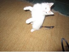 ���� ����