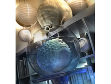 ������ � �������