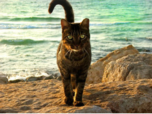 �������� ��������� ������