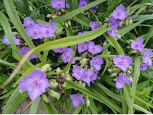 ������������ �����������