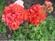 Orange Bud �����������