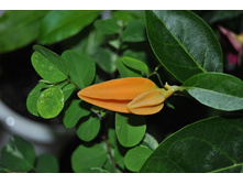 Juanolloa Mexicana