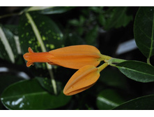 Juanolloa Mexicana