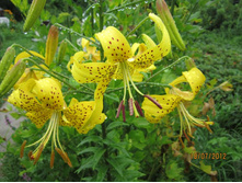 ����� ����������, ���� �� 2 ������, �� 40 ������� 150�