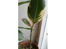 ����� �������� �������