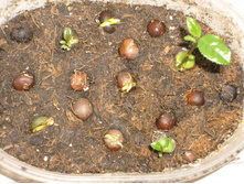 ������� ���������