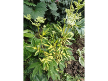 ������� ���������