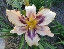 �������� ������� �� ��  ( Destined to Sea) 