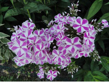 ����� ��������