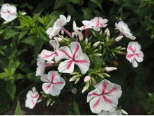 ����� �������