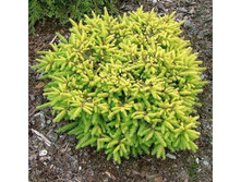 5713586.Picea_abies_Vermont_Gold-3-36.jpg