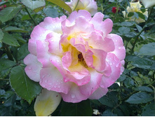 ������ ���.jpg