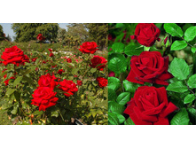 ������ �������.jpg