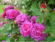 ����� ����.jpg