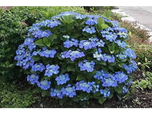 5713573.Hydrangea_m._Blaumeise_2-02.jpg