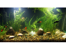 ������ ����� - ������