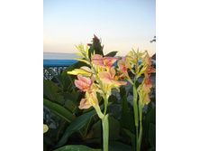 ���������� ��������� ����