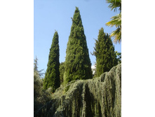 ���� ���. ���� - �������� ���� � ��������