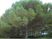 ���������� �����, �������� �������� �����������