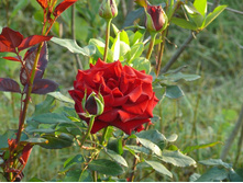 ���� ������