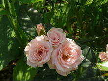 ������� ��������