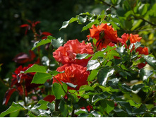 ������ ����� (�����  ������)