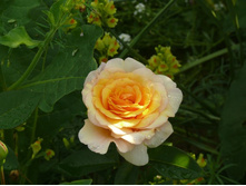 ������ ���