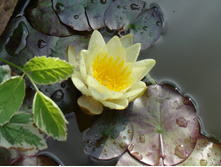 Nymhhaea \"Marliacea Chormatella\"