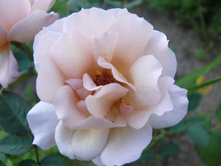 ������ ����