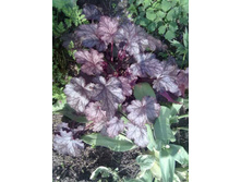 ������� ������� ����