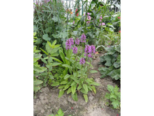 ������ ������