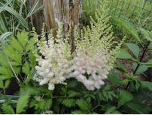 �������� ����� ��� ����