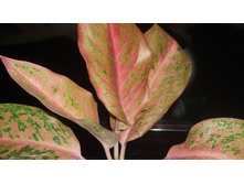 � � ������� ������ �����