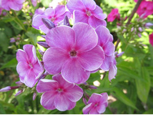 ���������  �����