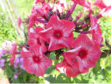 ���������  �����