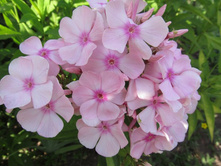 ���� ������