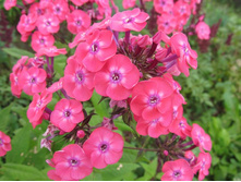 ������� ����